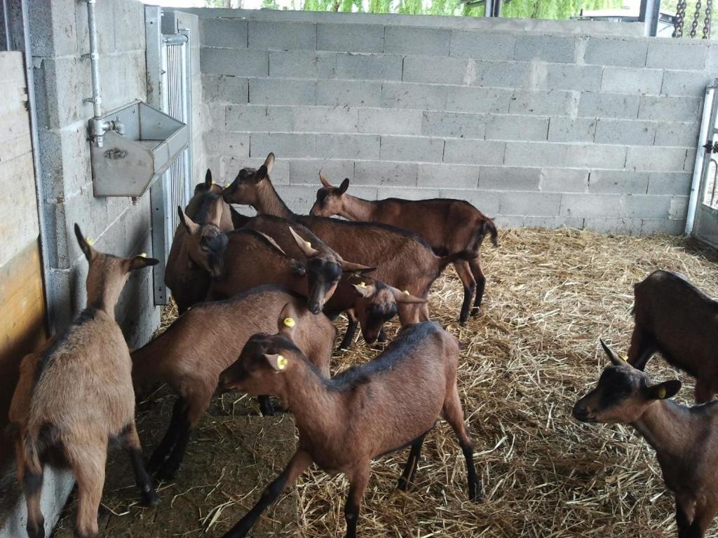 Agriturismo La Betulla Brezzo Buitenkant foto